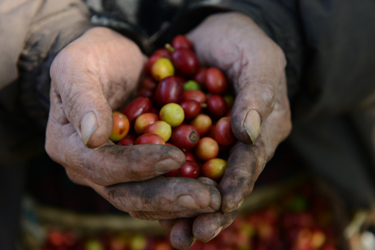 Inicia aplicación de nuevos Precios de Garantía en apoyo a productores nacionales de granos básicos y leche