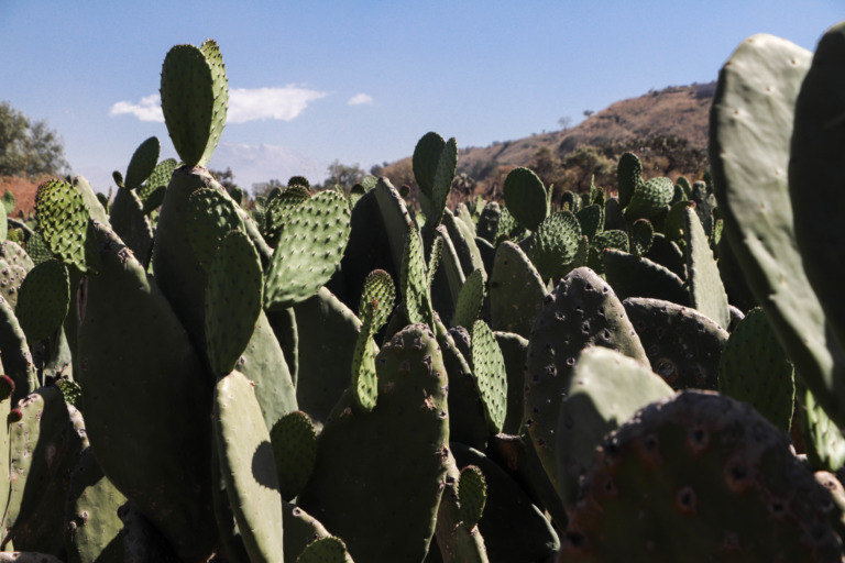 Inicia Agricultura establecimiento de viveros de nopal forrajero para mitigar efectos de la sequía en la ganadería