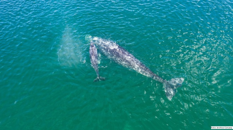 Llegan las primeras ballenas grises a las lagunas costeras de la Península de Baja California Sur