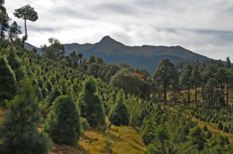 ALCALDÍA TLALPAN ABRE CENTROS DE RECOLECCIÓN DE ÁRBOLES NAVIDEÑOS