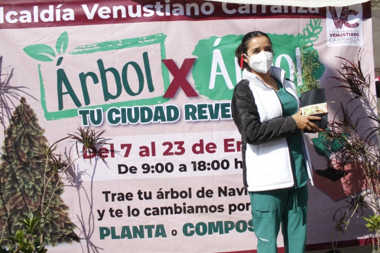 EN V. CARRANZA INICIA PROGRAMA “ÁRBOL POR ÁRBOL” PARA RECICLAR LOS ÁRBOLES DE NAVIDAD