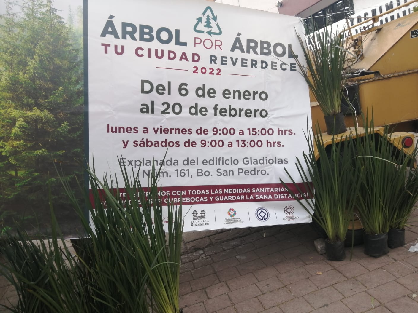 Recolecta Xochimilco árboles de navidad naturales para procesarlos en abono  orgánico - Reflexión 24 Informativo
