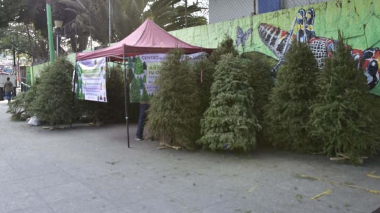 SE SUMA IZTAPALAPA AL ACOPIO Y RECICLAJE DE ÁRBOLES DE NAVIDAD