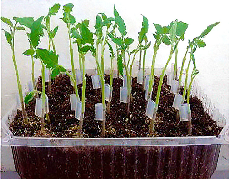 Mejoran injerto de tomate para evitar estrés oxidativo y aumentar su producción