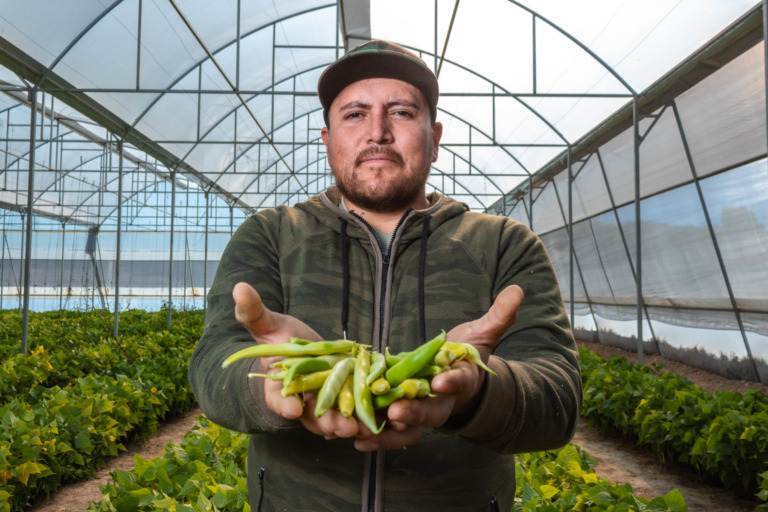 Estima Agricultura crecimiento de 11.4% de la producción de frijol en 2021; mantiene tendencia al alza