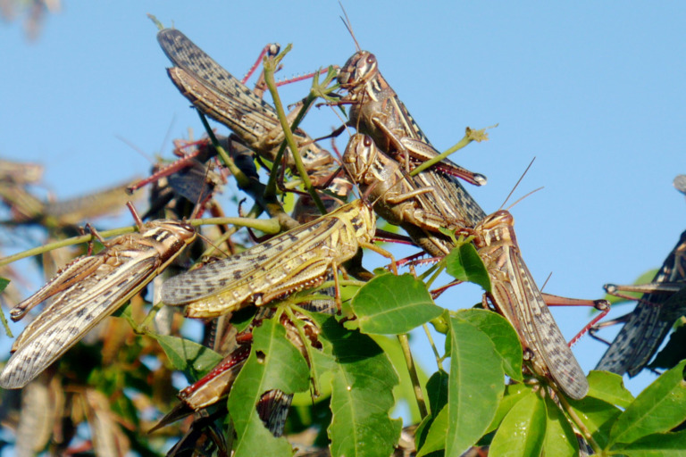 Anuncia Agricultura acciones inmediatas para controlar brote de langosta centroamericana en Nuevo León