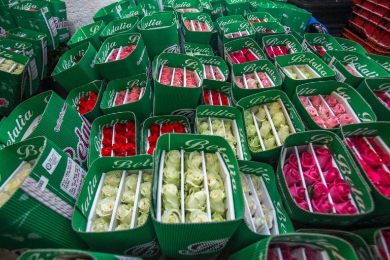 Lista la producción de flores ornamentales para atender demanda por el 14 de febrero