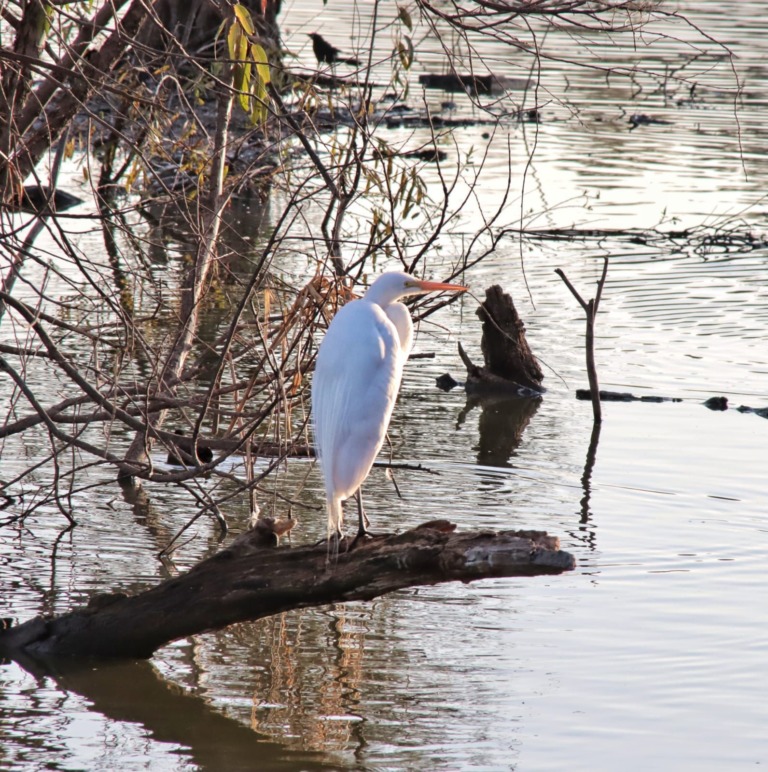IZCALLI CELEBRA EL “DÍA MUNDIAL DE LOS HUMEDALES”