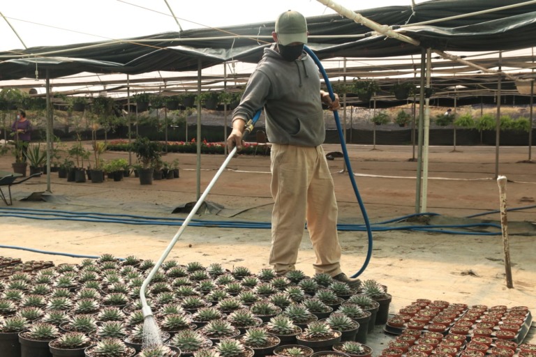 TLALPAN REALIZARÁ FERIA DE FLORES Y BOLEROS EL 14 DE FEBRERO