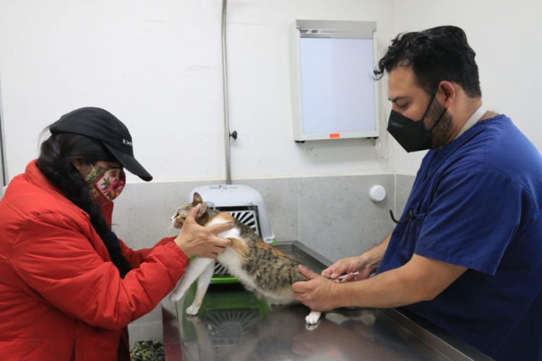 EXITOSA LA PRIMERA JORNADA MASIVA DE ESTERILIZACIÓN EN TLALPAN