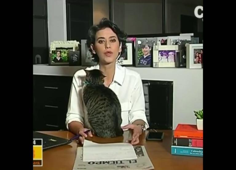 #Vídeo. #Cápsular24 #Hoy #Noticias #GatitoRobóAtenciónDeTelevidentes