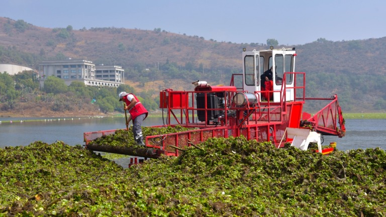 Retiran de la Presa Madín 50 toneladas de lirio acuático