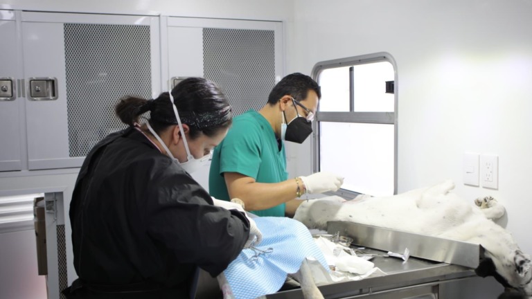 Can Fest 2022 en busca de una vida más sana para los animales de compañía