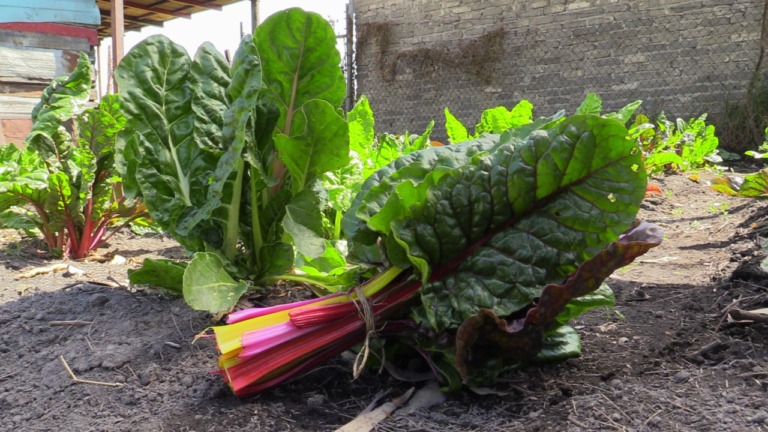 Ofertan en Xochimilco productos orgánicos