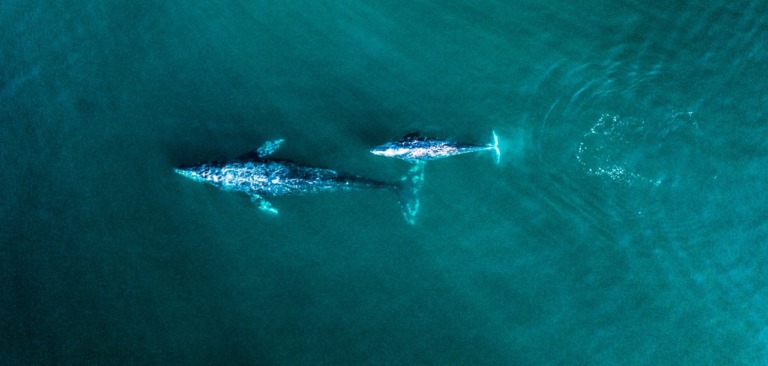 Áreas Naturales Protegidas, ¿al rescate de tortugas y ballenas?