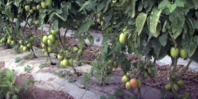 ¿Sabes los beneficios del Jitomate?