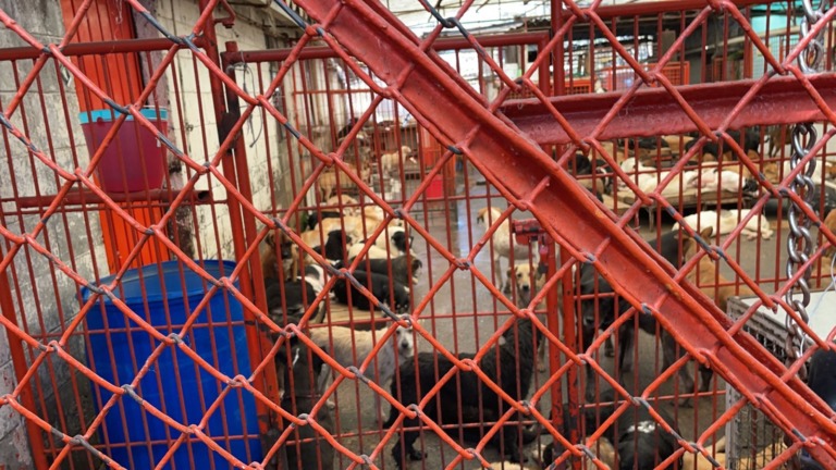 Prepara Fundación mega brigada a favor de 1200 perros