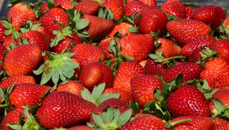 OCUPA ESTADO DE MÉXICO CUARTO SITIO NACIONAL EN PRODUCCIÓN DE FRESA