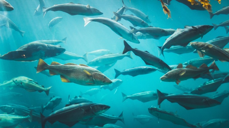 Venden pescado chino como si fuera mexicano