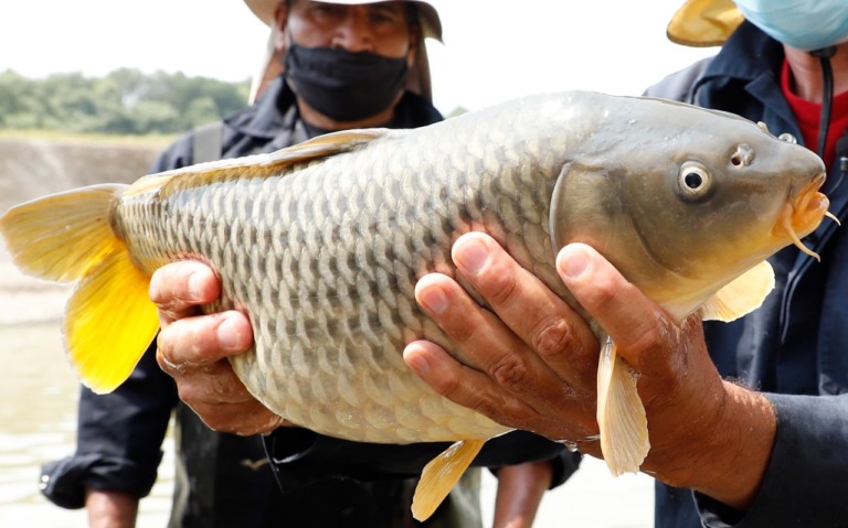 Sin litoral Edoméx destaca como primer lugar en la producción acuícola