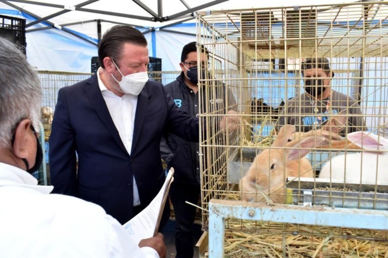SE INAUGURA EL 7º CAMPEONATO DEL CONEJO DE FLANDES EN LA MAGDALENA CONTRERAS