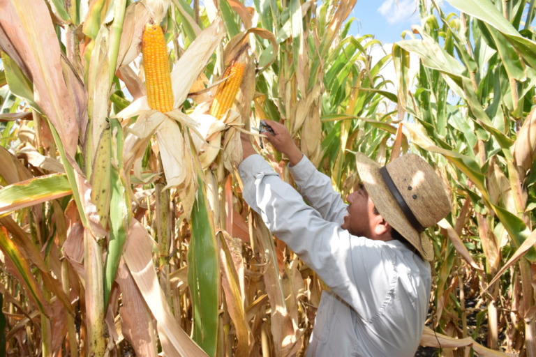 México da la bienvenida al nuevo marco de Acción de la Alianza Mundial por el Suelo 2022-2030 de la FAO