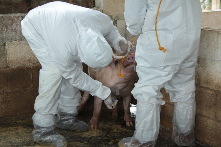 Avanza colaboración entre México y Dinamarca para fortalecer la sanidad e inocuidad porcícola