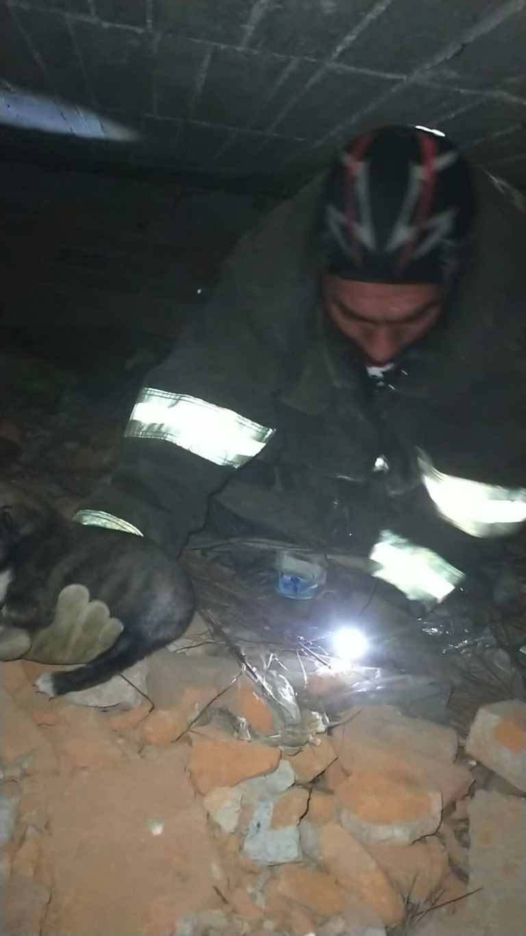 Rescatan a “peluditos” del interior de una barda de la Plaza González Arratia