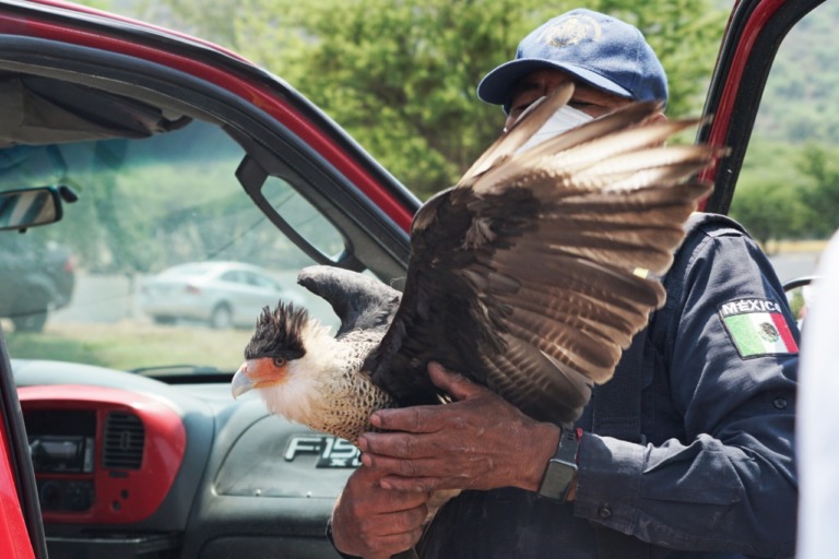Autoridades de Ecatepec rescatan ejemplar de halcón caracara que sufría maltrato