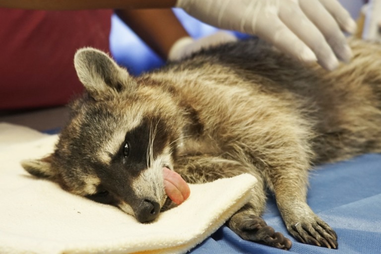 Autoridades de Ecatepec rescatan a 20 ejemplares de fauna silvestre víctimas de maltrato y abandono; desde leones hasta mapaches