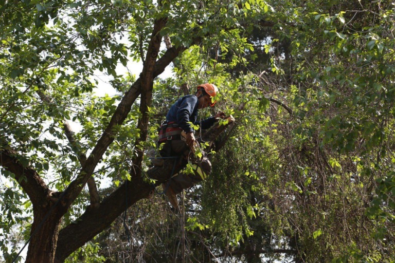 INICIAN PROGRAMA DE MANEJO Y CONTROL DE MUÉRDAGO EN ARBOLADO URBANO DE ÁO