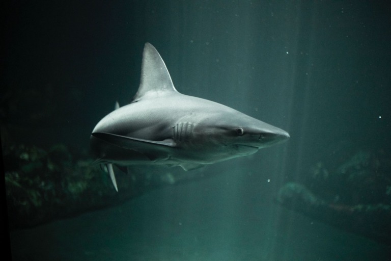 Acuario Veracruz no debe convertirse en botín económico ni político, es uno de los centros de conservación de fauna marina más importantes de México.