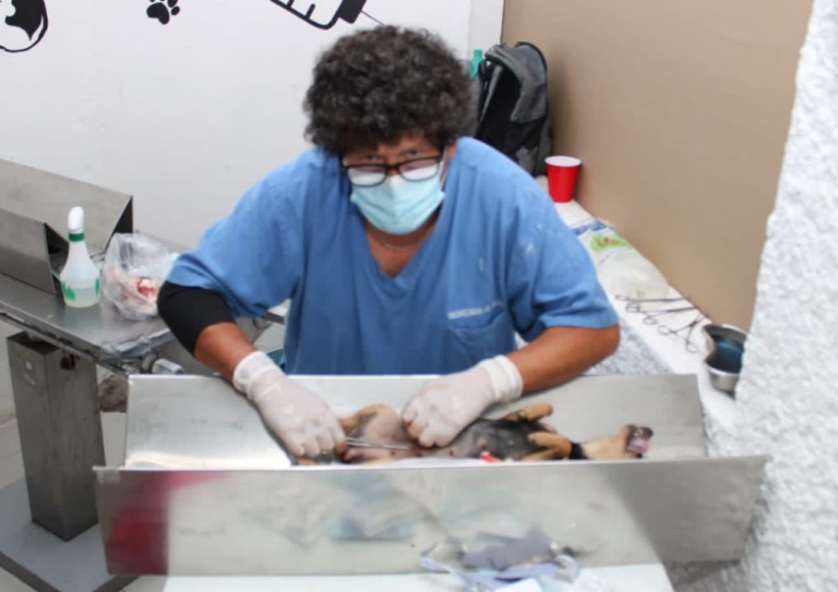 CONTINÚA NAUCALPAN ESTERILIZACIÓN DE MASCOTAS