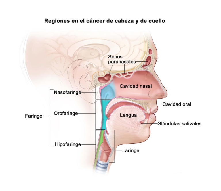 Papilomavirus y cáncer de boca