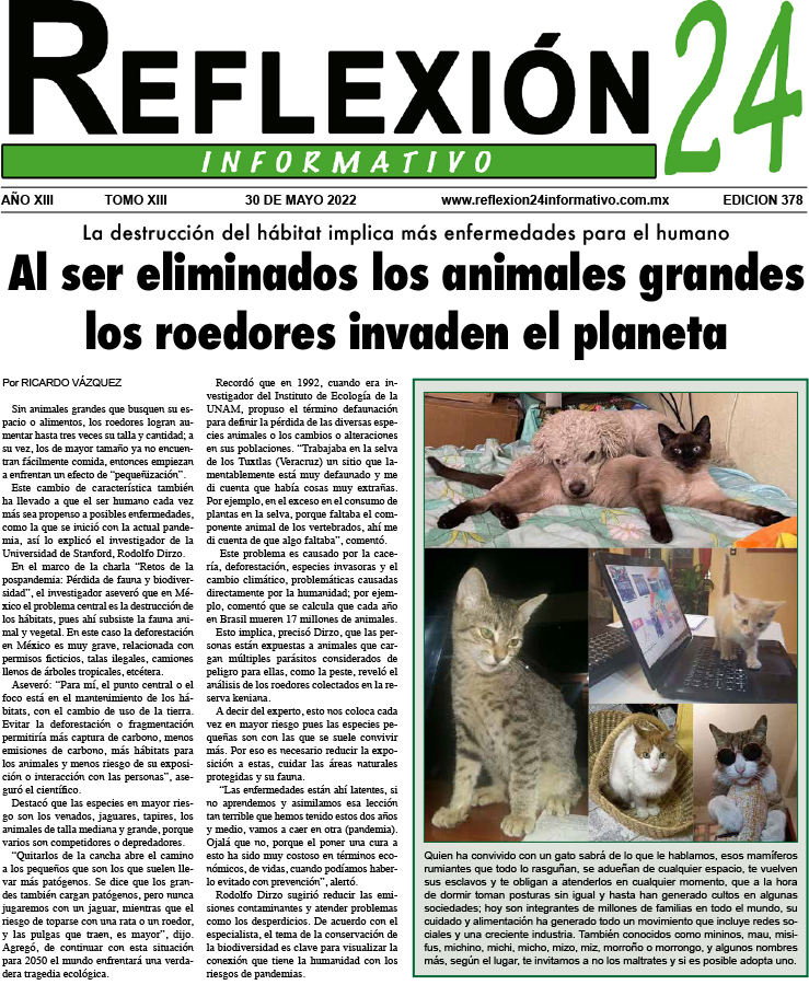 Reflexión 24 No 378 | Al ser eliminados los animales grandes, los roedores invaden el planeta