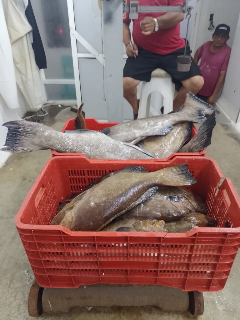 Implementa acciones Armada de México, en coordinación con Conapesca, para evitar la pesca ilícita e irregularidades en permisos de embarcaciones en Progreso e Isla Pérez, Yucatán