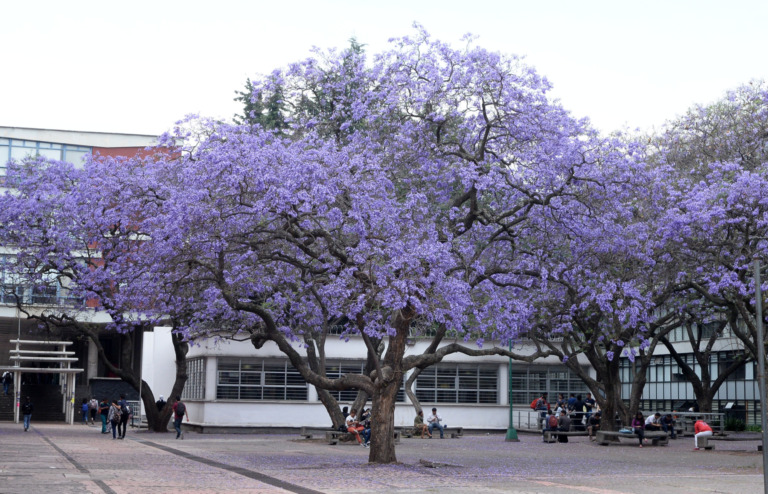 APREMIANTE PROTEGER LA BIODIVERSIDAD;NO SOMOS LOS ÚNICOS QUE HABITAMOS EL PLANETA
