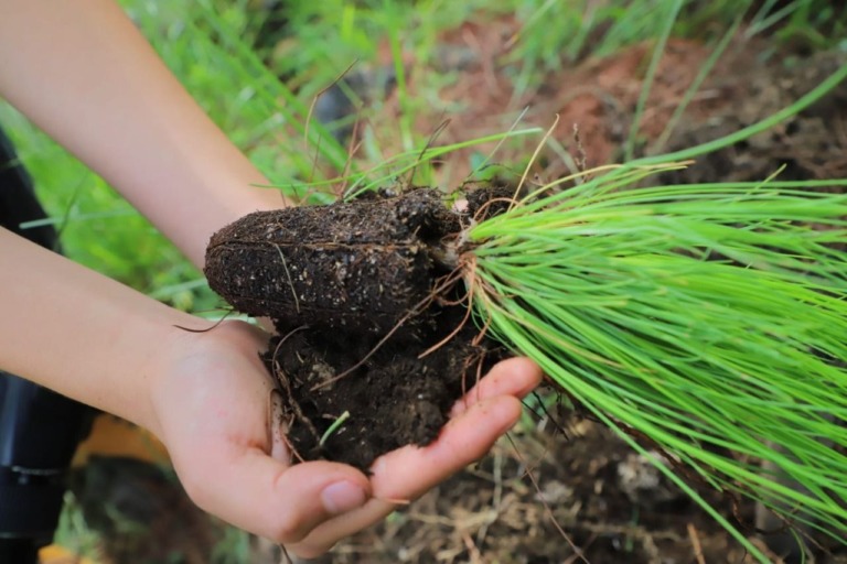 TLALPAN RECUPERARÁ 80.1 HECTÁREAS DE SUELO DE CONSERVACIÓN