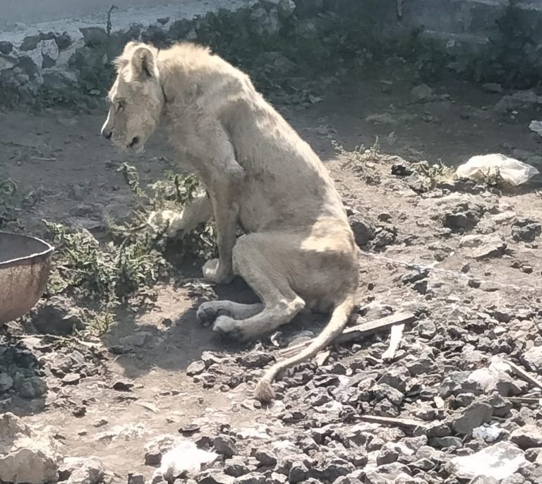 La PROFEPA apoyará traslado a león africano en mal estado físico encontrado en Chalco