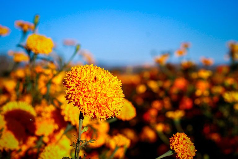 Día de Muertos revivirá economía de CDMX con derrama millonaria