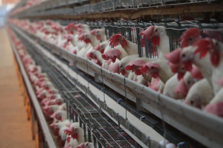 Retira Agricultura cuarentena a la avicultura en Nuevo León al constatar que el virus no se diseminó en la región