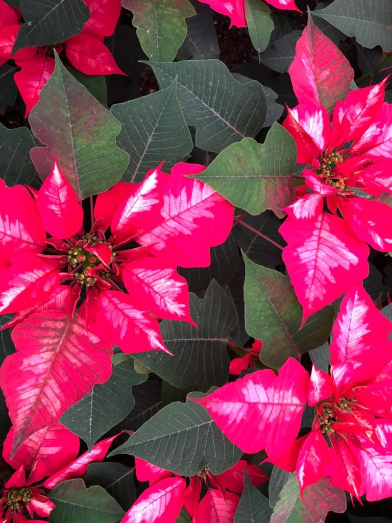 Floricultores de siete estados preparan cosecha de flor de Nochebuena: Sader