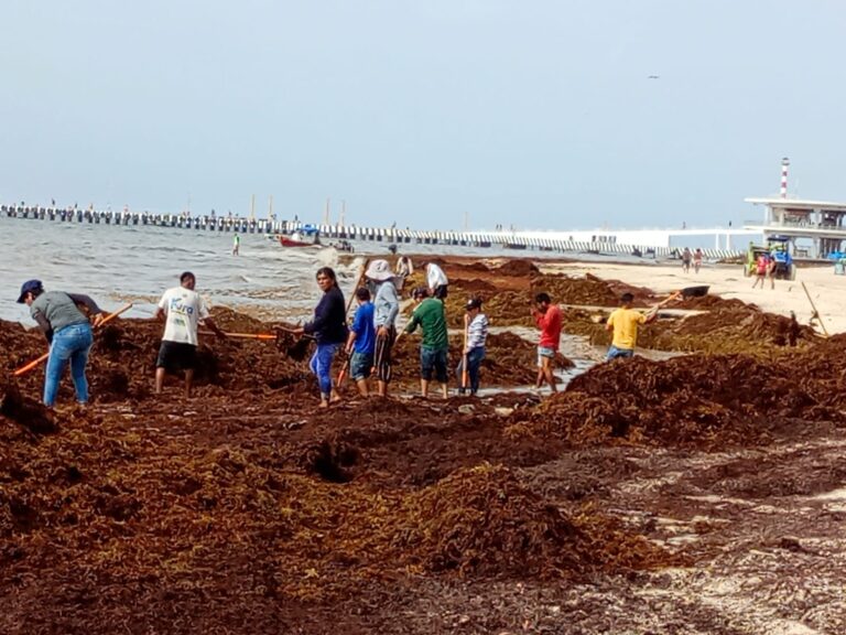Estudios prevén menos sargazo en playas del Caribe mexicano este año: Inapesca