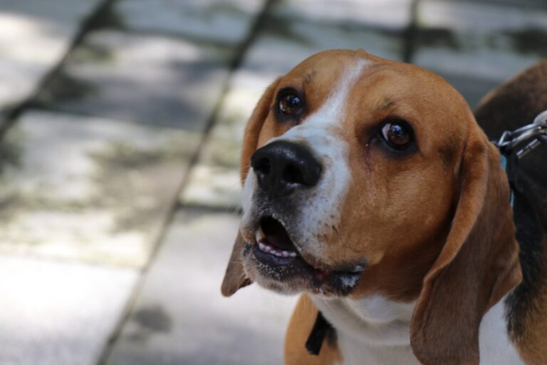 Recuerda Sedema a Reyes Magos que animales de compañía no son juguetes sino seres sintientes