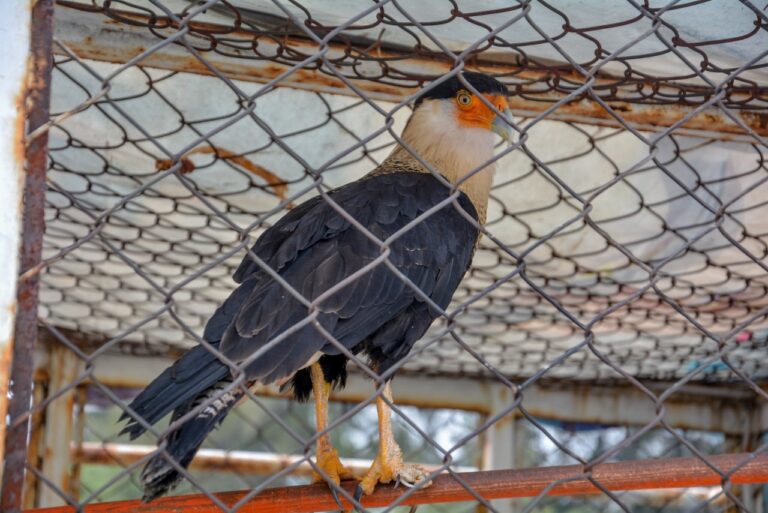 Entrega Atizapán de Zaragoza ave quebrantahuesos a PROFEPA