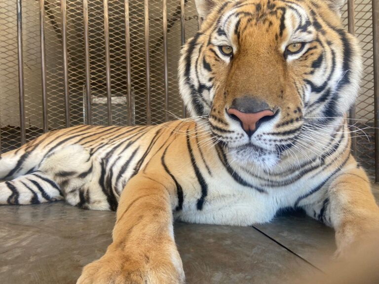 La Profepa en Sonora recibió de la GN un tigre de bengala que era transportado en un tráiler