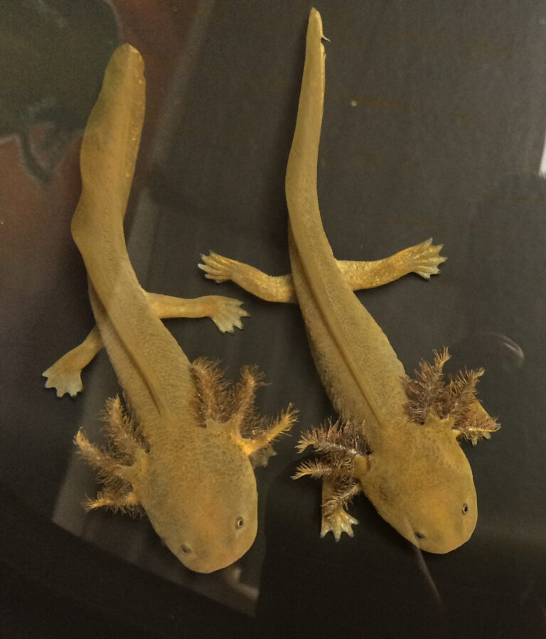 Brinda Agricultura asesoría técnica y científica para conservación de achoque en Michoacán