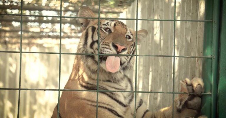 La AZCARM y Ostok Sanctuary logran el traslado cientos de tigres a la India