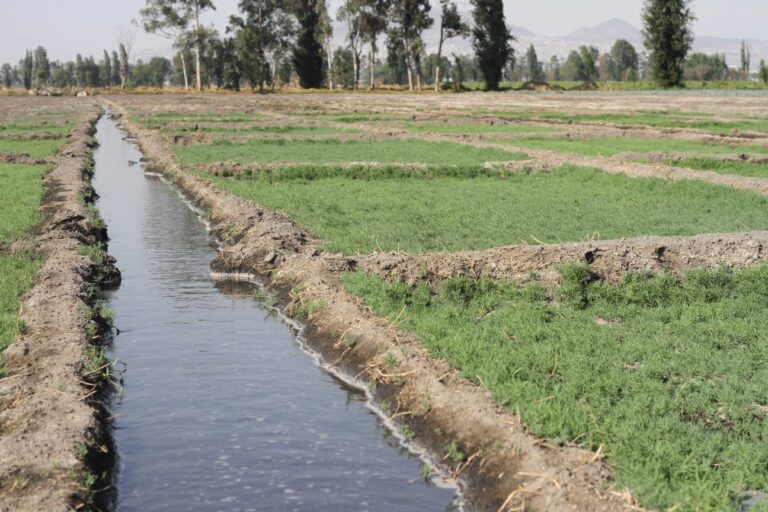Pide productor de romeritos valorar y consumir lo que se cosecha en el campo