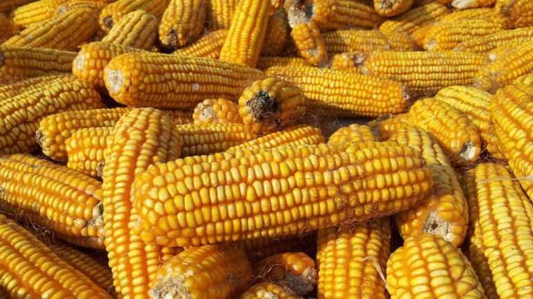 EUA amenaza con tomar acciones contra decreto mexicano en maíz transgénico